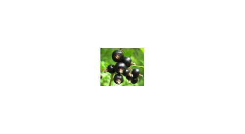 Symrise launches superfruits for cosmetic products