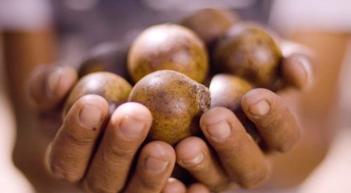 BASF and INOCAS partner to scale up Macaúba oil supply as palm oil alternative