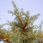 Noxifense is a 100% natural active extracted from sea buckthorn leaves (Photo credit: Félix Audette