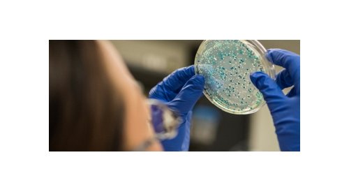 Microbiome cutané : Quels effets des cosmétiques ?