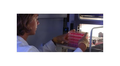 Méthodes alternatives : Les modèles de peaux 3D peuvent être utilisés pour les tests de génotoxicité