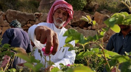 En Arabie saoudite, Taëf la "cité des roses" face au changement climatique