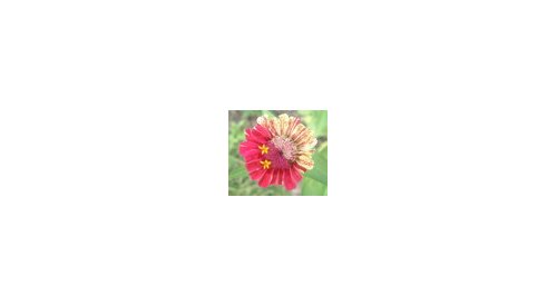 CoValence fights ageing with fruit and flower extracts